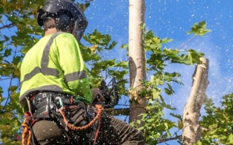 Potature a Vercelli: mille alberi da trattare, si parte da viale Rimembranza