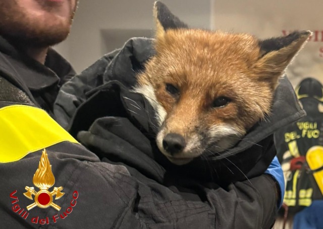 Una volpe ferita in un negozio salvata dai Vigili del Fuoco