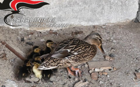 Otto anatroccoli vagavano  per le strade del Canadà: i Carabinieri della Forestale li salvano