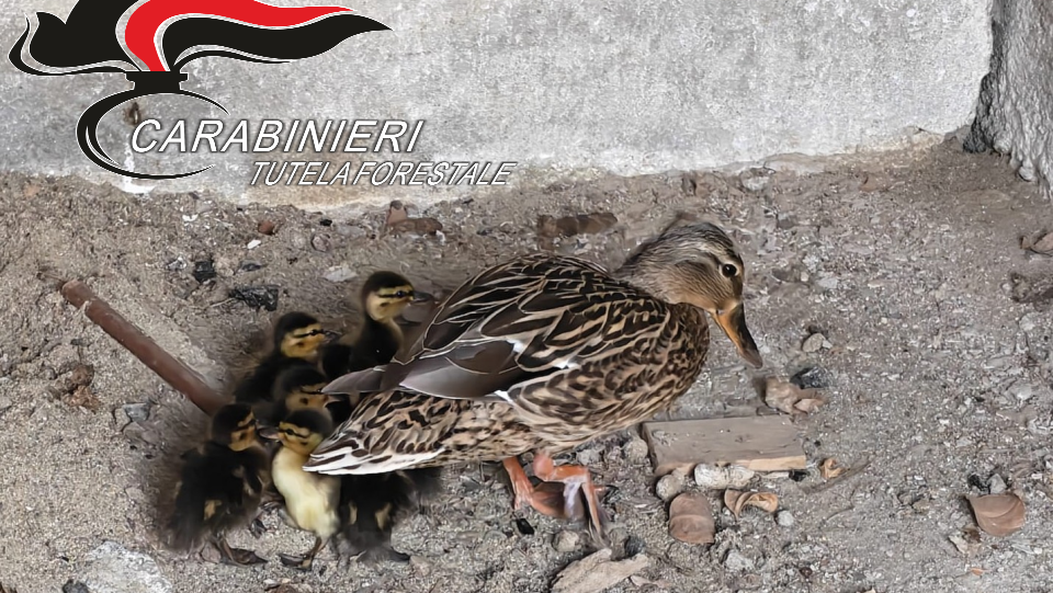 Otto anatroccoli vagavano  per le strade del Canadà: i Carabinieri della Forestale li salvano