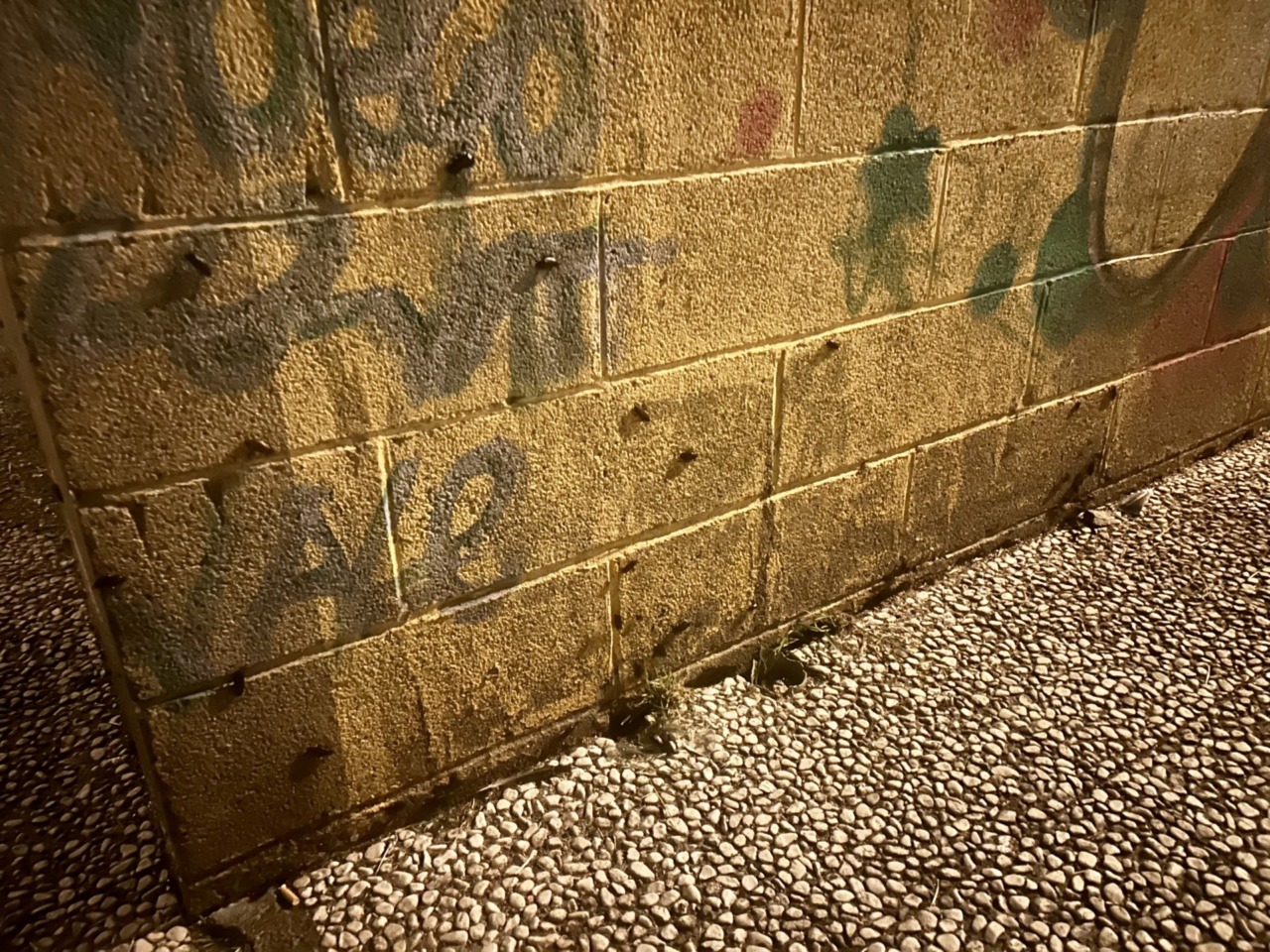 Arriva il caldo e in centro tornano le blatte: “Servono interventi adesso”