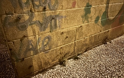 Arriva il caldo e in centro tornano le blatte: “Servono interventi adesso”