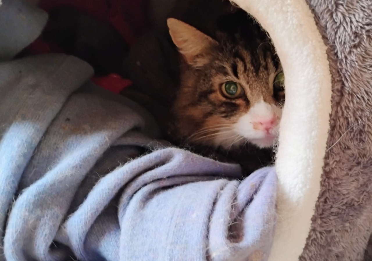 Giornata Internazionale del Gatto: mandateci le vostre foto!