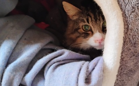 Giornata Internazionale del Gatto: mandateci le vostre foto!