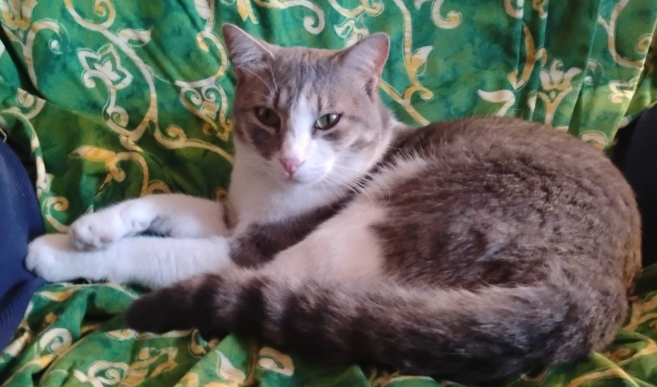 Giornata Internazionale del Gatto: ultimi giorni per mandarci le vostre foto!