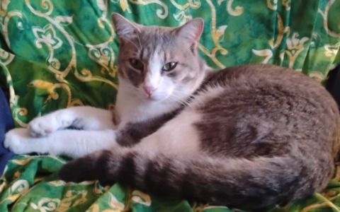 Giornata Internazionale del Gatto: ultimi giorni per mandarci le vostre foto!