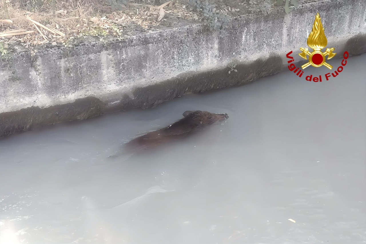 I Vigili del Fuoco salvano cinghiale caduto nella roggia