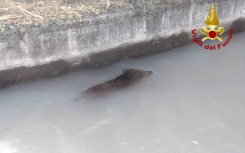 I Vigili del Fuoco salvano cinghiale caduto nella roggia